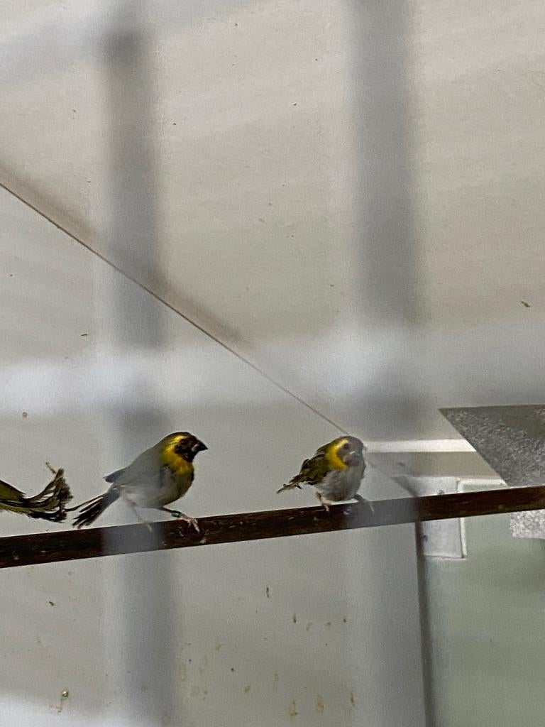 Kleine cubavinkjes, Dieren en Toebehoren, Meerdere dieren, Tropenvogel, Geringd