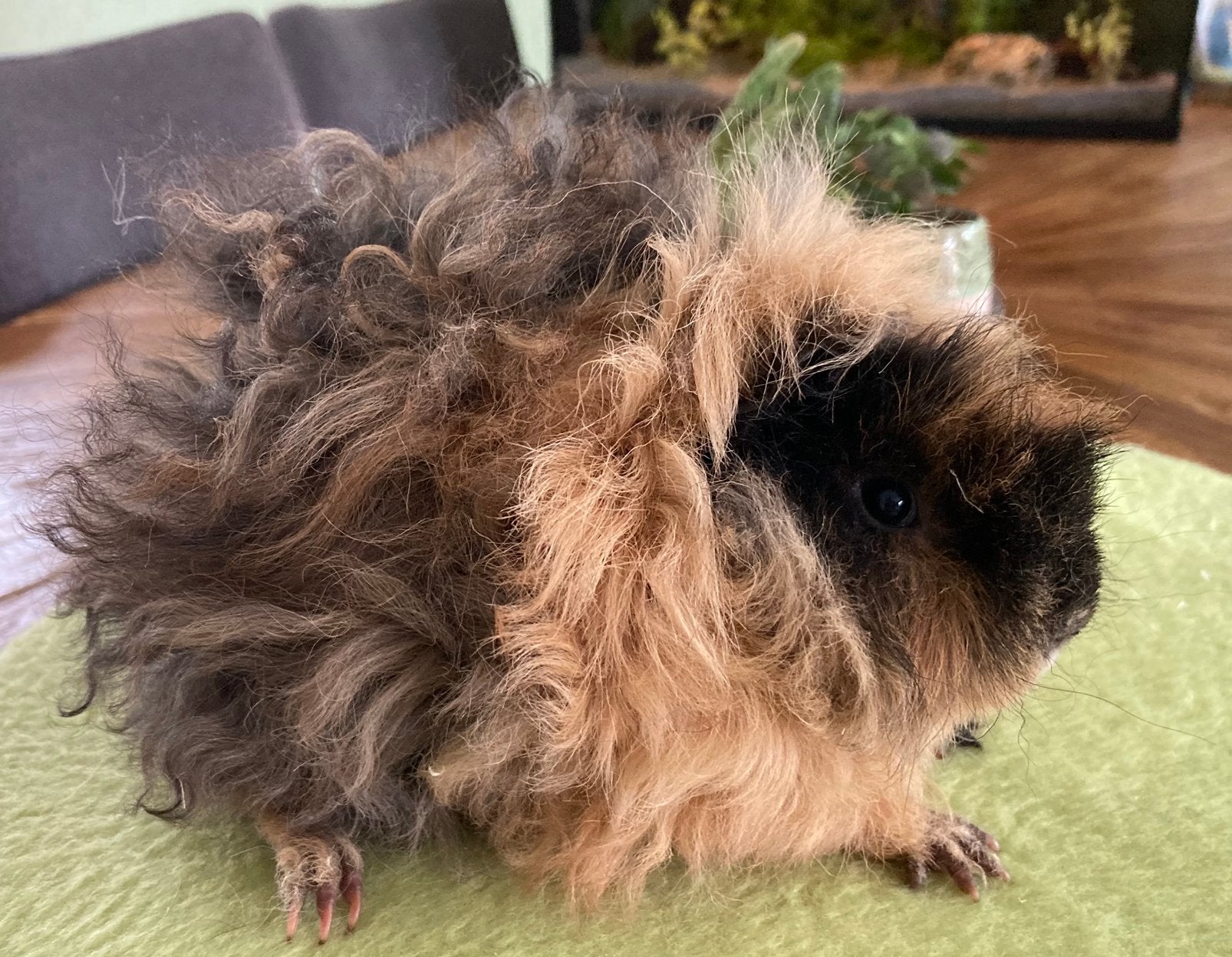 Jonge lunkarya cavia beertjes, Cavia, Augustus, Mannelijk, Tam