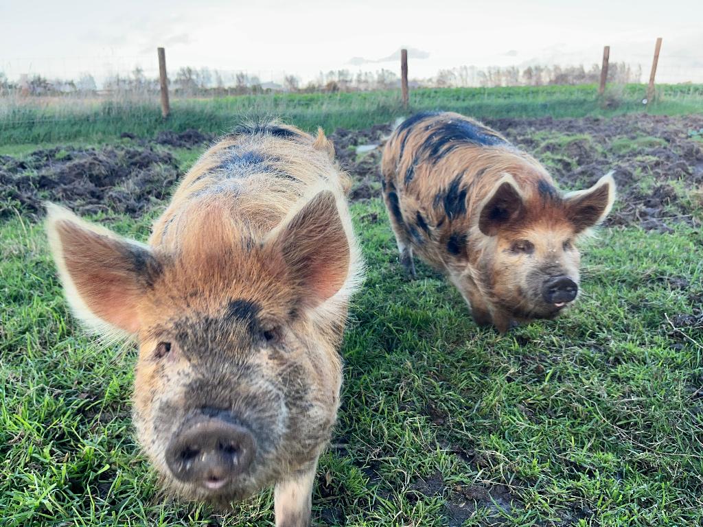 gezocht: dekbeer kune kune, Dieren en Toebehoren, Schapen, Geiten en Varkens, Varken, Meerdere dieren