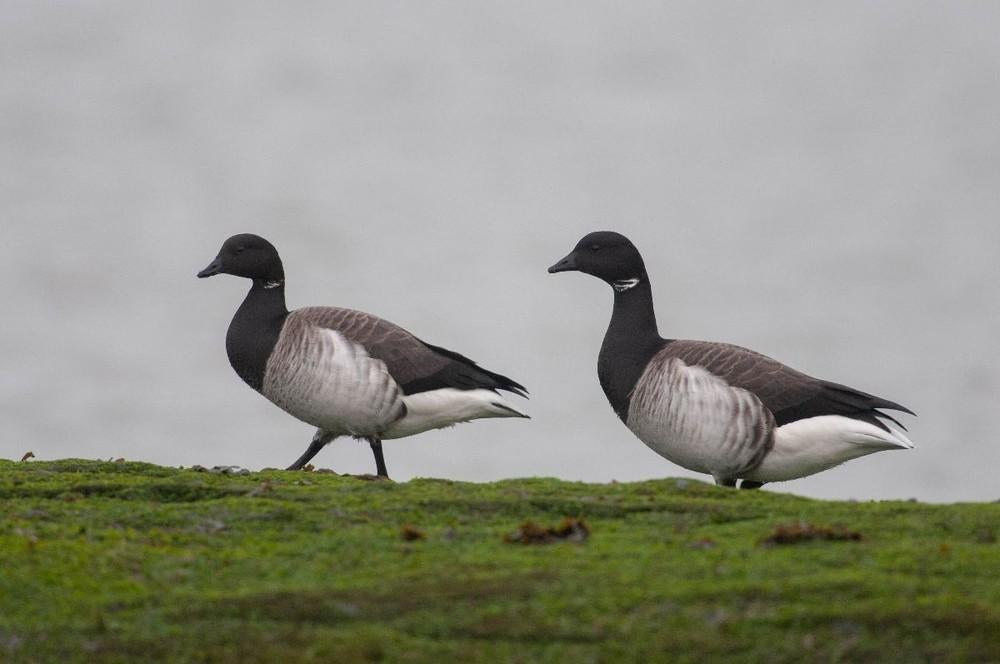 Te koop gevraagd, Vrouwelijk, Gans of Zwaan