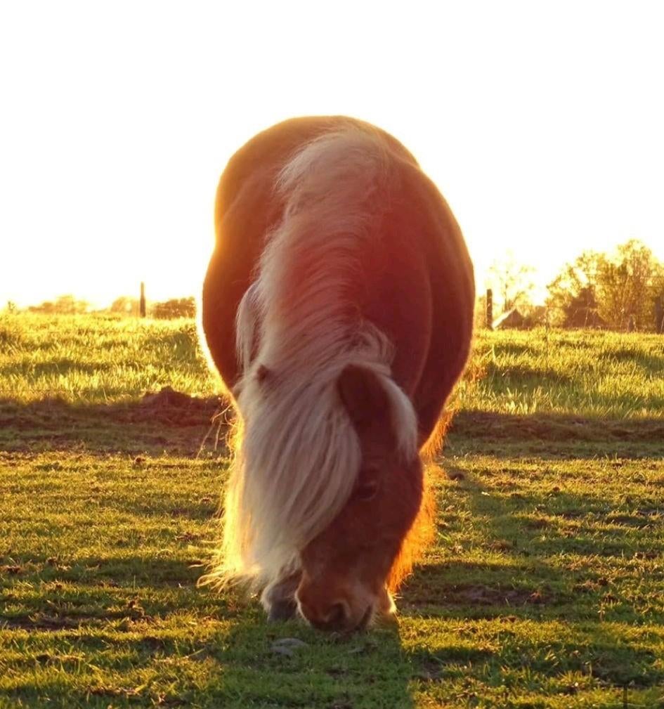 Aangeboden: Verzorgpony, Dieren en Toebehoren, Paarden en Pony's | Overige Paardenspullen, Ophalen of Verzenden, Nieuw, Overige soorten