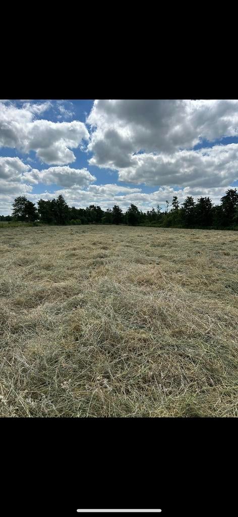 Midi balen als hooi gewonnen in 2025 paarden hooi, Ophalen of Verzenden, Vee