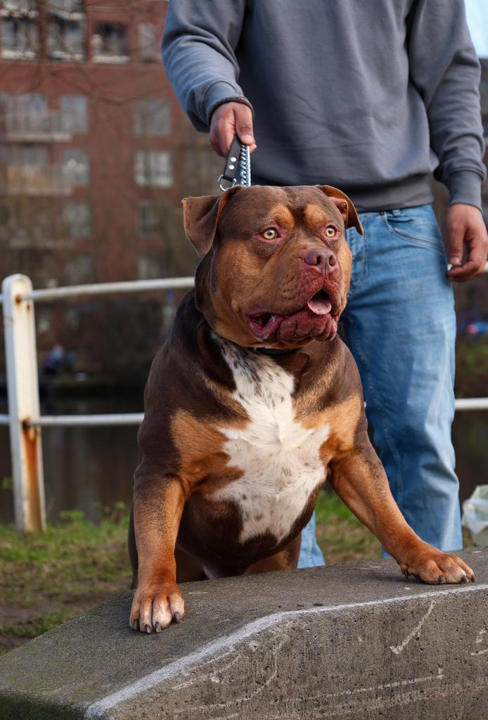 American bully XL dekreu, Particulier, Reu, 1 tot 2 jaar, Buitenland