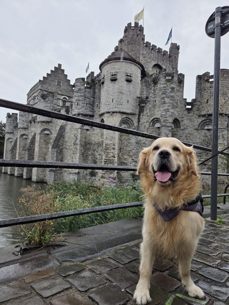 Golden retriever dekreu, Particulier, Reu, Buitenland, Parvo