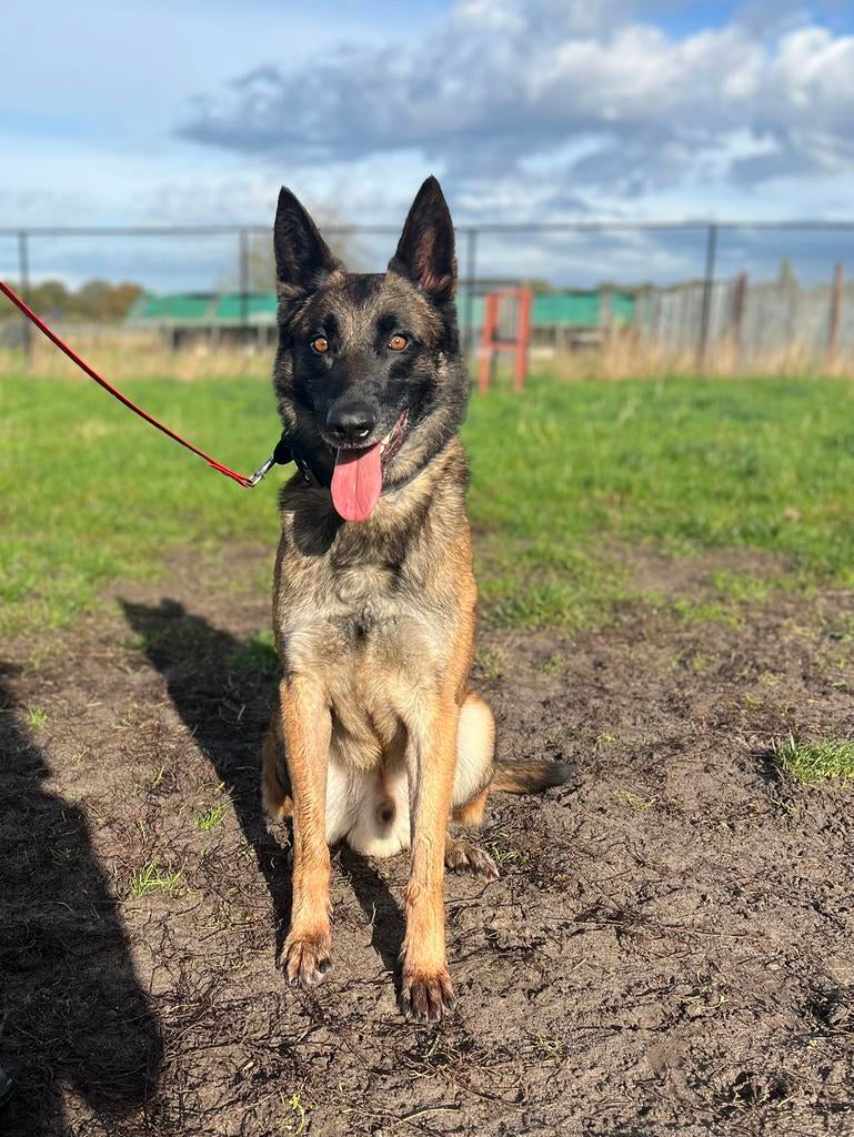 Prachtige, lieve Mechelse herder reu te koop, Dieren en Toebehoren, Honden | Herdershonden en Veedrijvers, Particulier, Reu, Buitenland