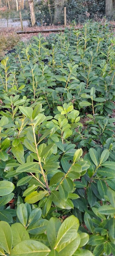 Laurier in pot, Ophalen, Laurier, 100 tot 250 cm