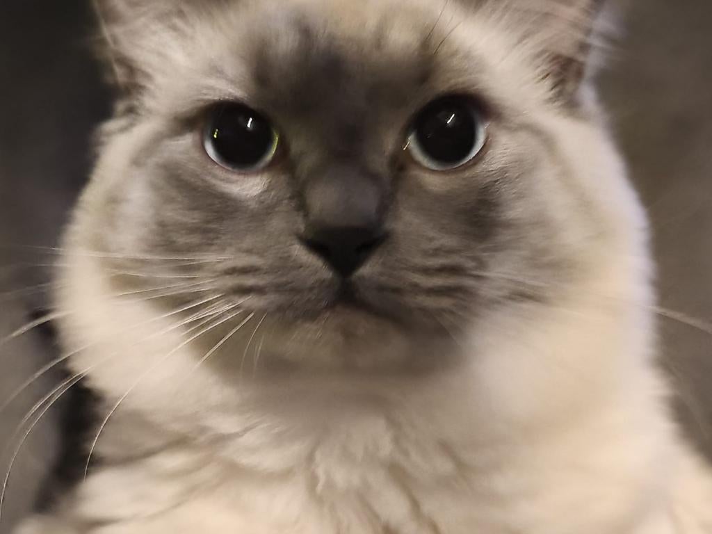 Prachtige 100% Ragdoll Dekkater: El Patron (Getest)