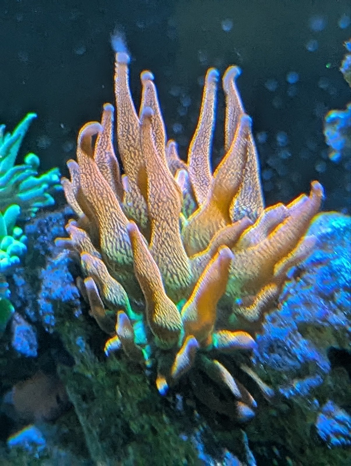 Bubble Tip Anemoon (Entacmaea quadricolor) – eigen deling, Dieren en Toebehoren, Overige typen, Zoutwatervis