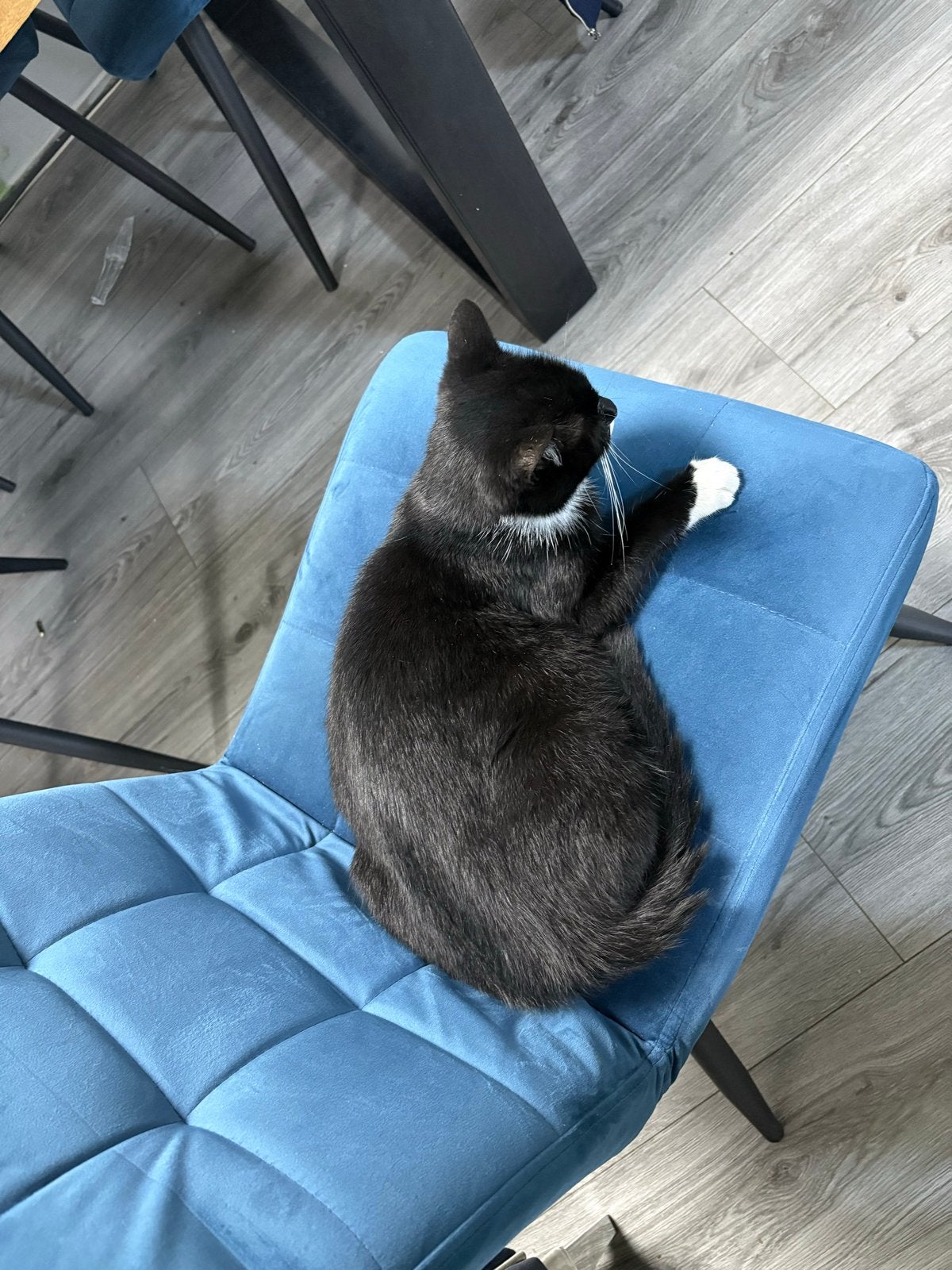 Lieve poes 4 jaar zoekt nieuw thuis – gratis, Poes