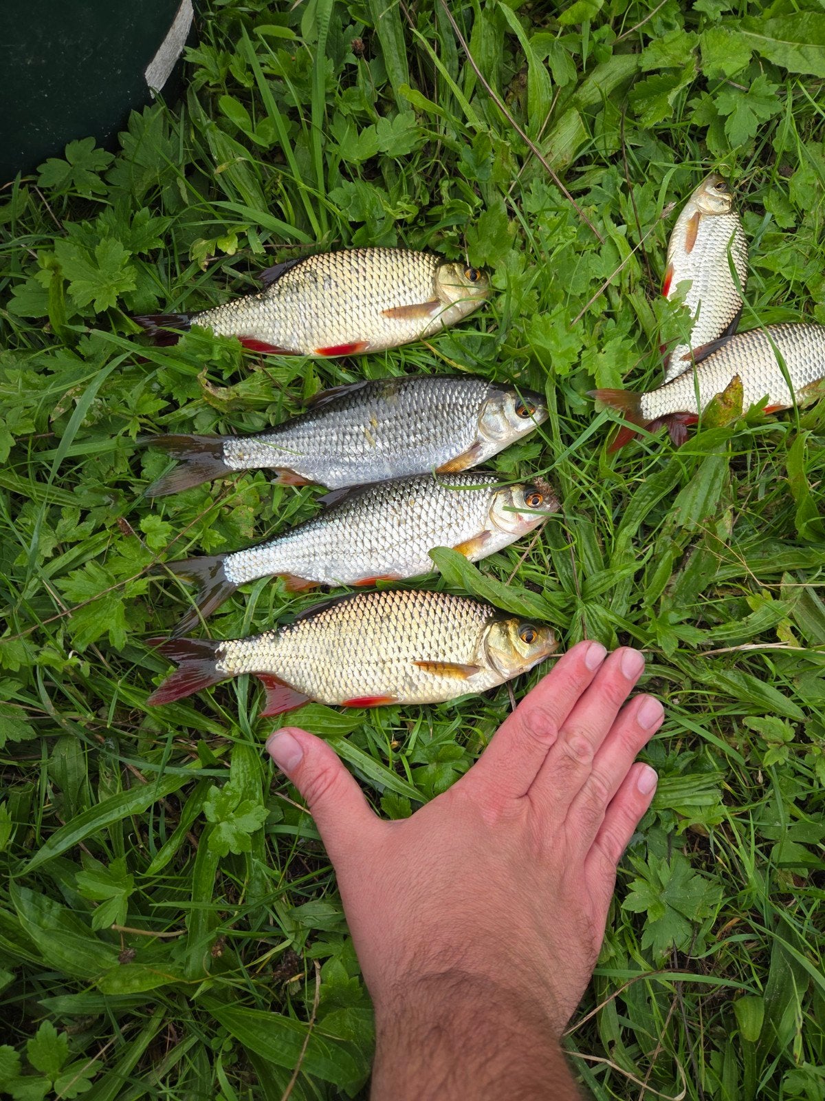 Te koop doodaas witvissen Snoek, Ophalen, Nieuw, Overige typen