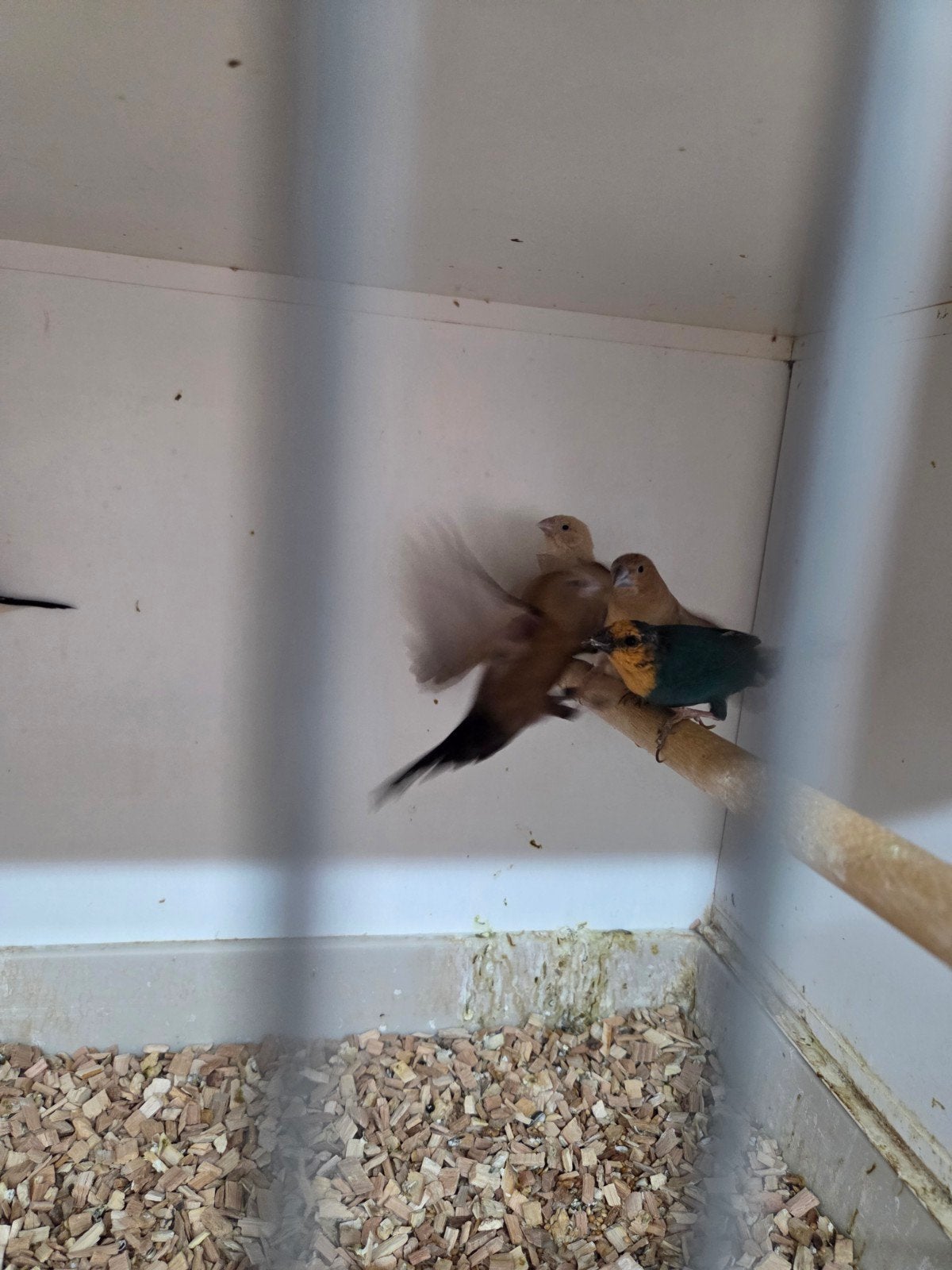 blauwe roodkop amadine, Vrouwelijk