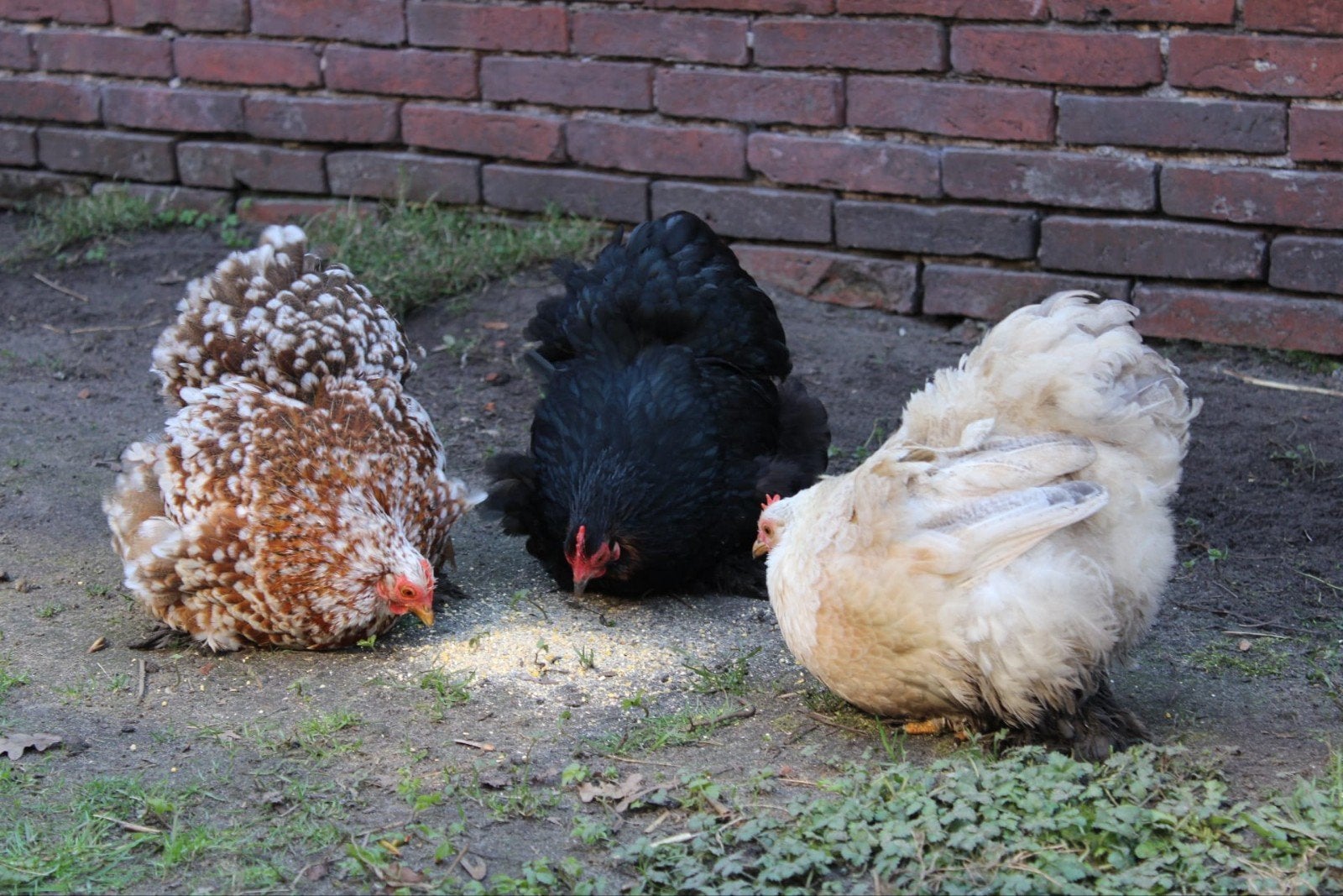 Cochin kriel broedeieren te koop, Dieren en Toebehoren, Pluimvee, Geslacht onbekend, Kip