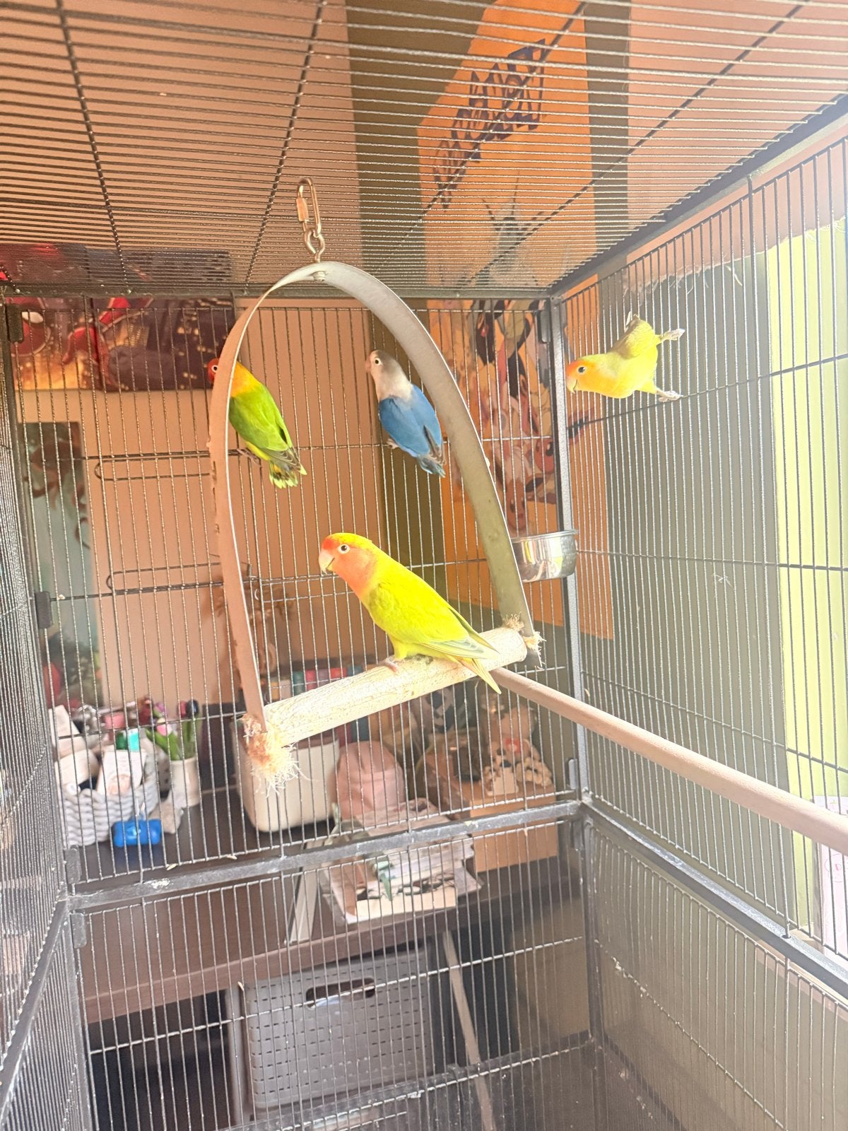 FREE 4 Beautiful Lovebirds + Large Aviary Cage, Dieren en Toebehoren, Ophalen, Zo goed als nieuw, Metaal, Vogelkooi