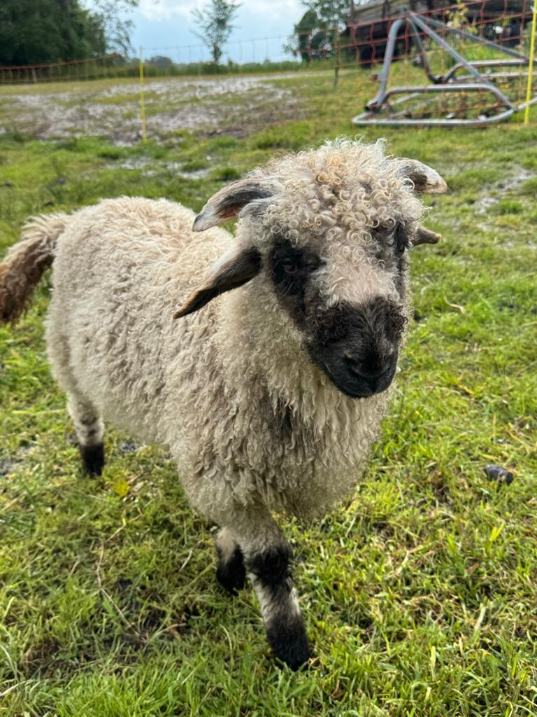 Walliser Schwarznase is een kruising ram, Dieren en Toebehoren, Schapen, Geiten en Varkens, Mannelijk, Schaap, 0 tot 2 jaar