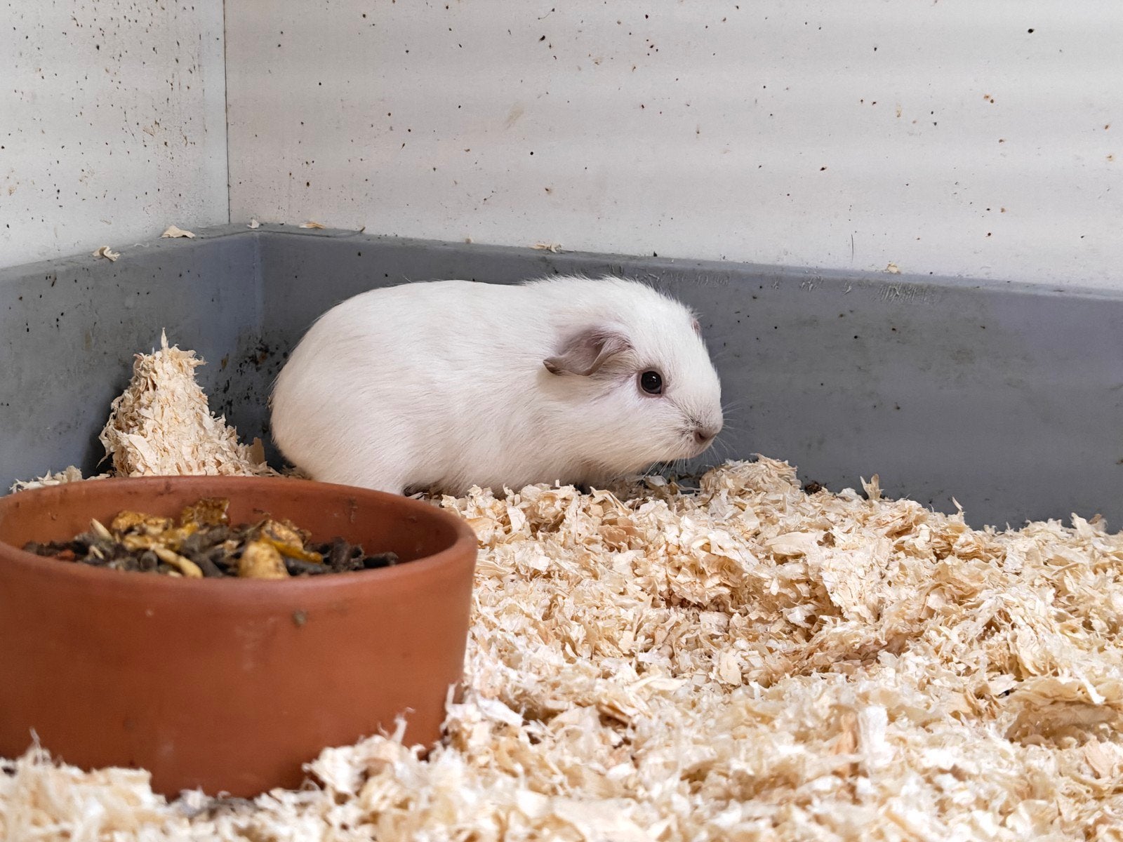 wit effen rood oog zeug, Dieren en Toebehoren, Cavia, Vrouwelijk, Tam, Oktober