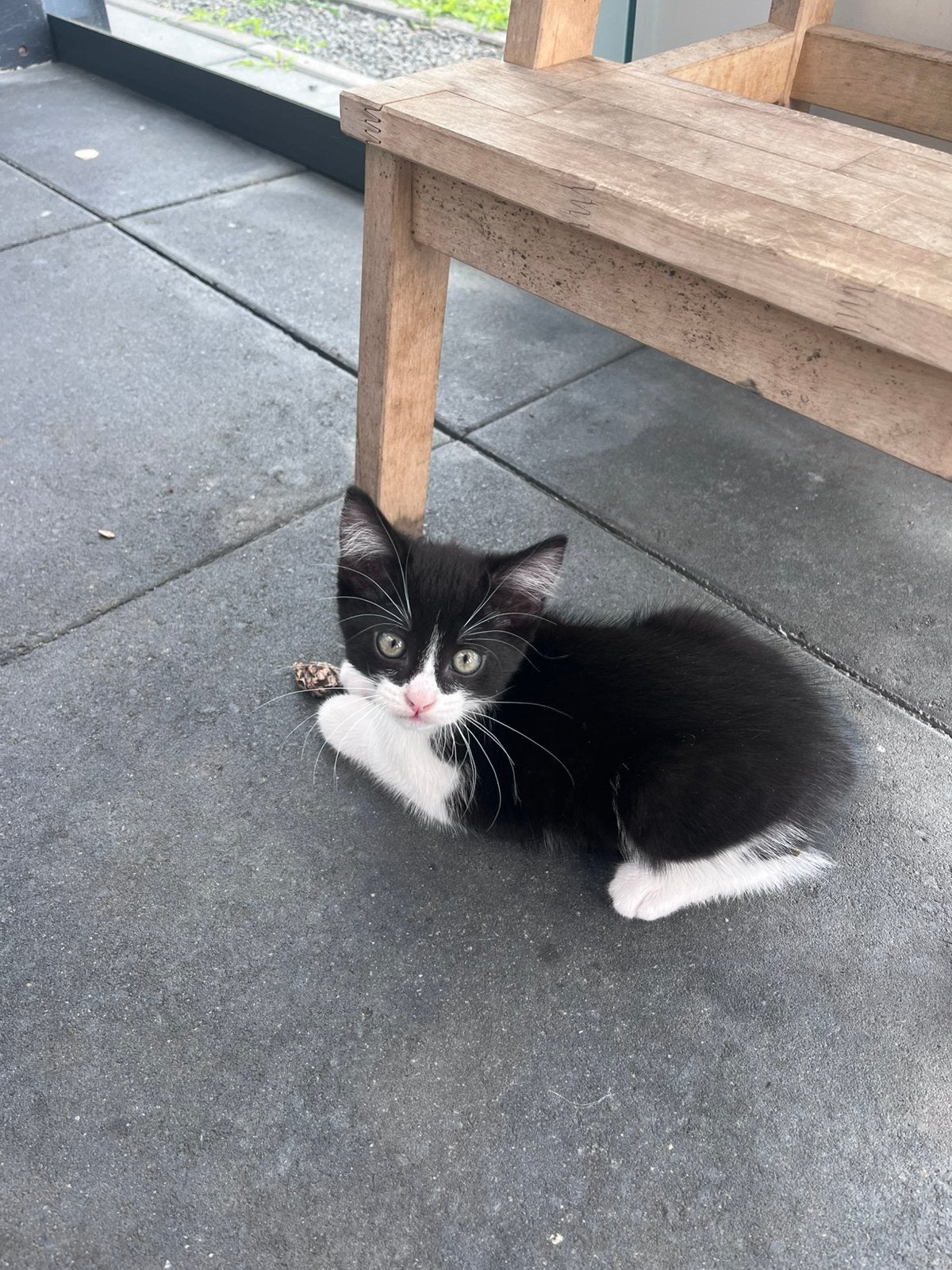 Kittens, Meerdere dieren