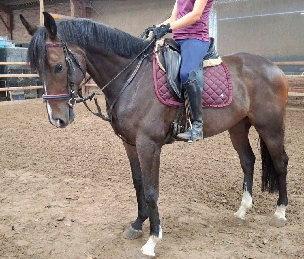 Topbrave 8 jr ruin 1,60 mtr(recreatie-manege-sport), Dieren en Toebehoren, Paarden, Ruin, 7 tot 10 jaar, 160 tot 165 cm, Recreatiepaard
