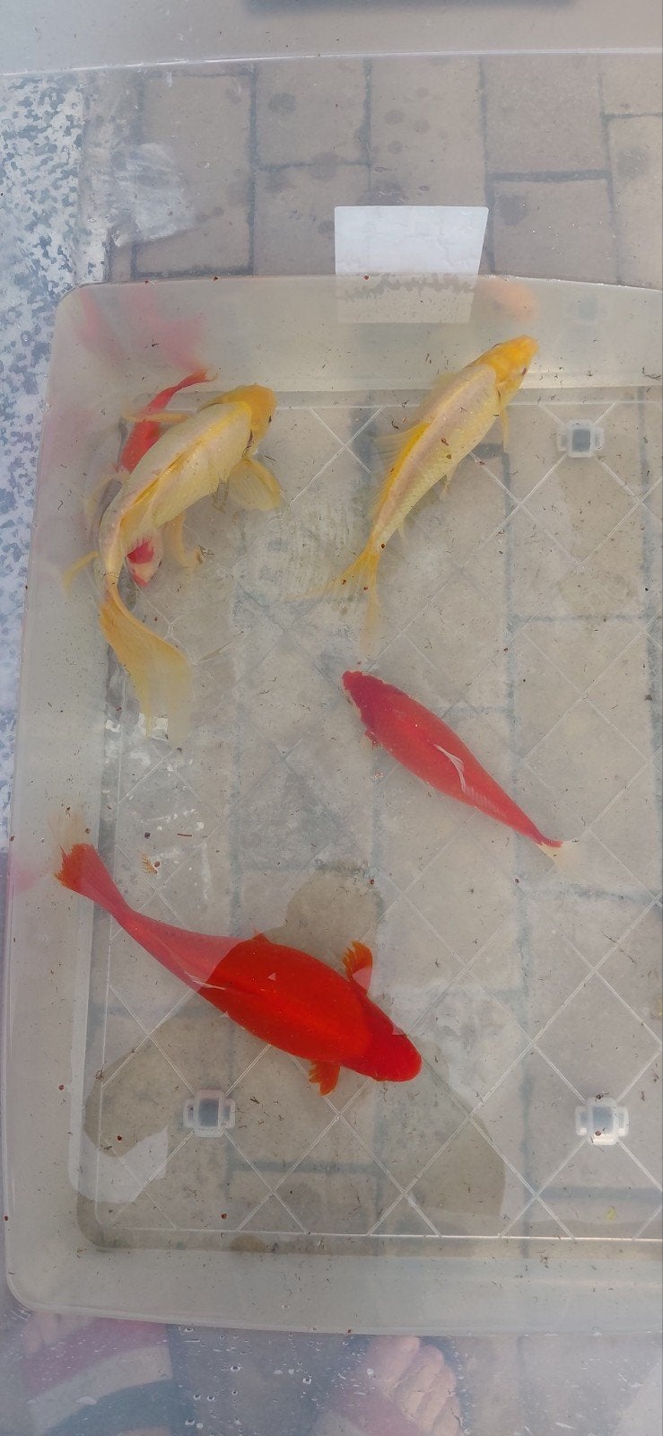 5  grote goudvissen, Dieren en Toebehoren, Goudvis(sen)