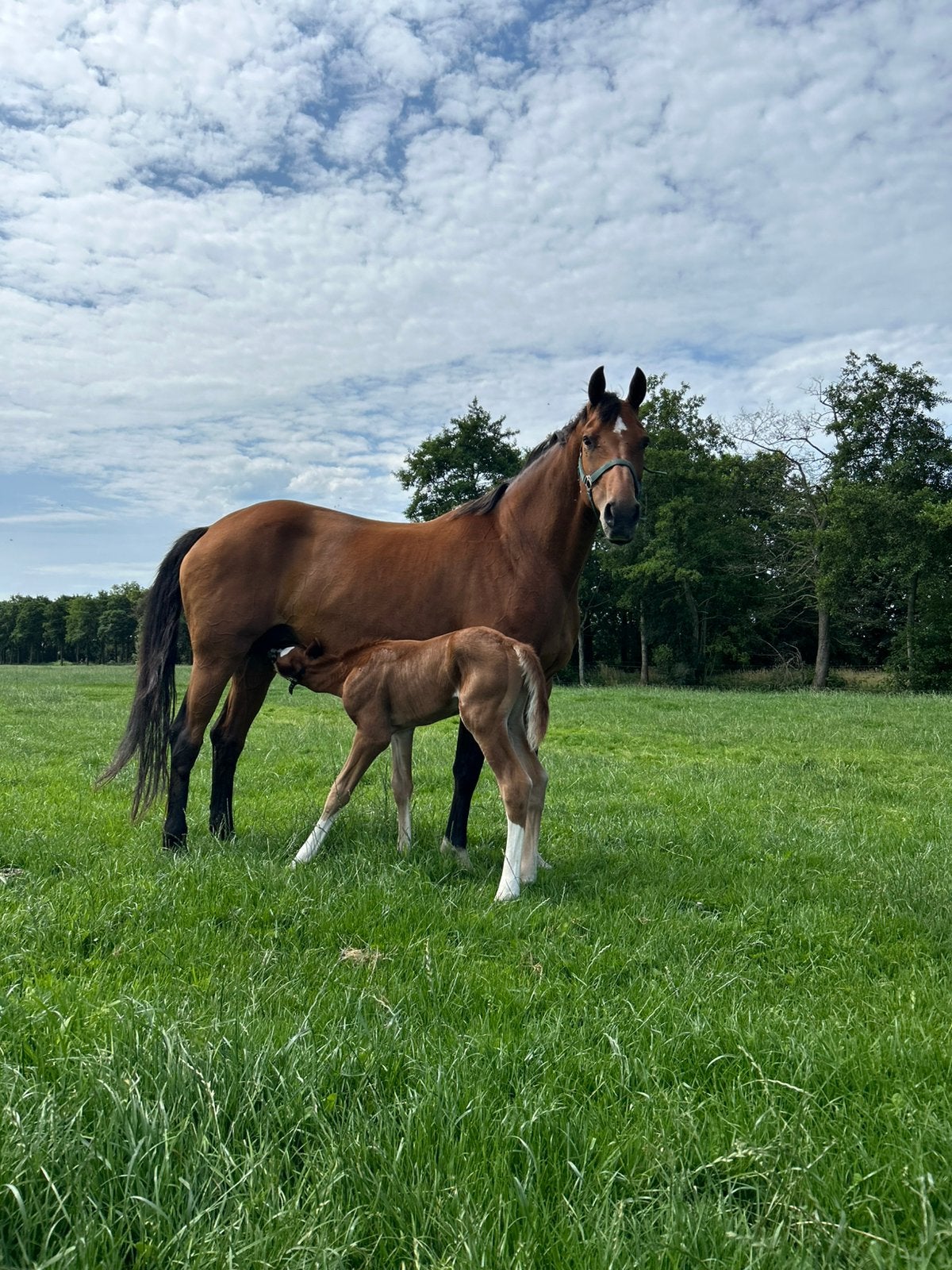 KWPN fokmerrie Folana – Ampère x Houston x Belisar, Merrie