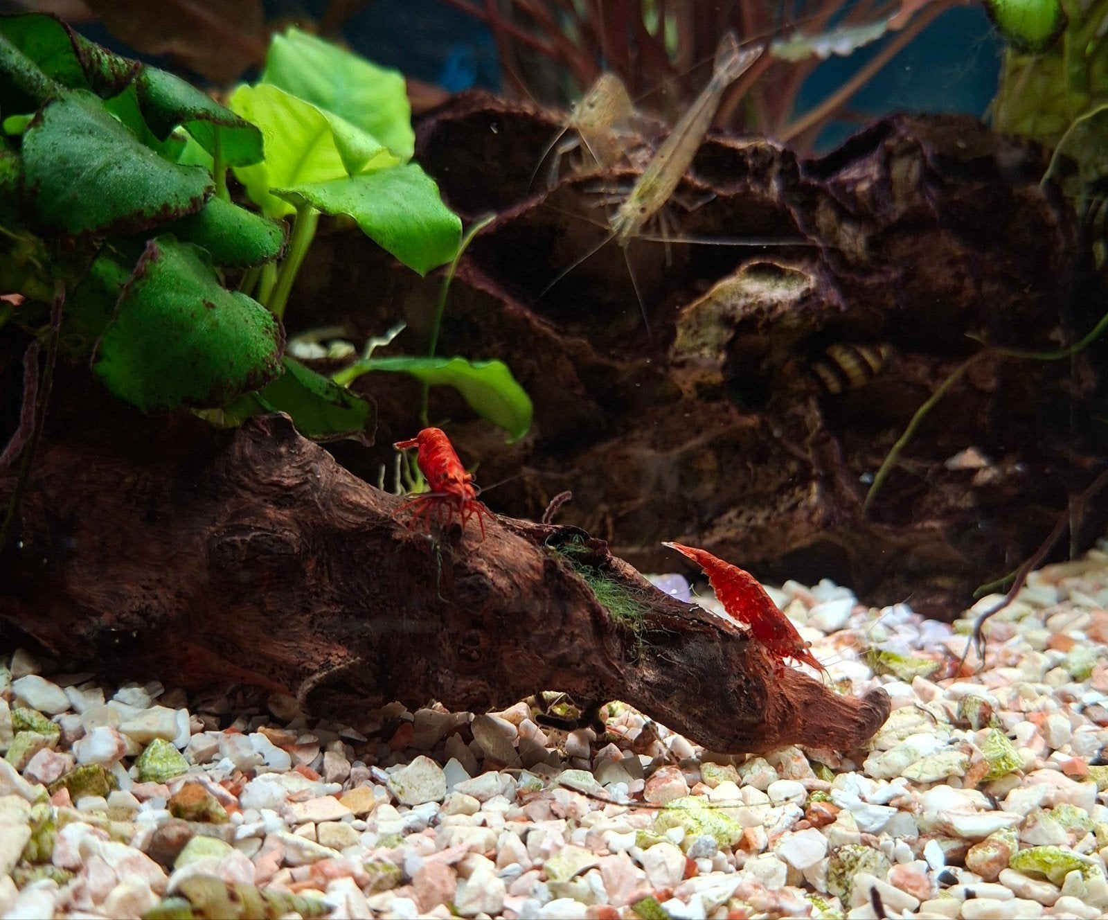 Rode baby garnalen, Kreeft, Krab of Garnaal
