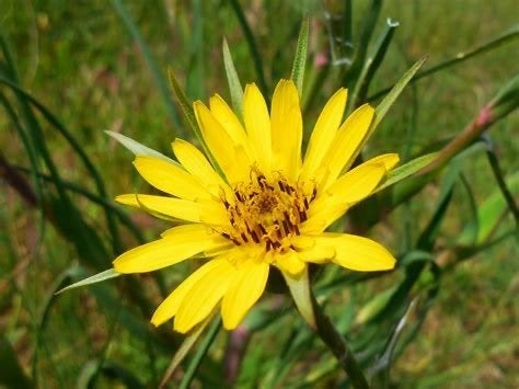 Zaden Gele Morgenster - Sierlijke Wilde Bloem, Ophalen of Verzenden, Voorjaar, Volle zon, Zaad