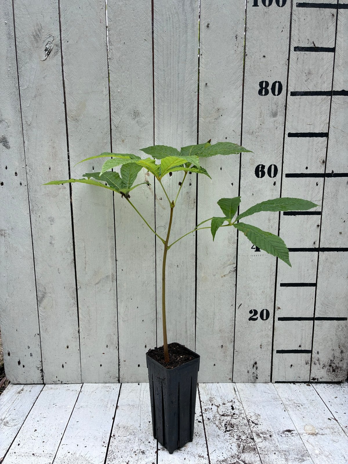 Japanse paardenkastanje (Aesculus turbinata), Overige soorten, Lente, Minder dan 100 cm, Ophalen