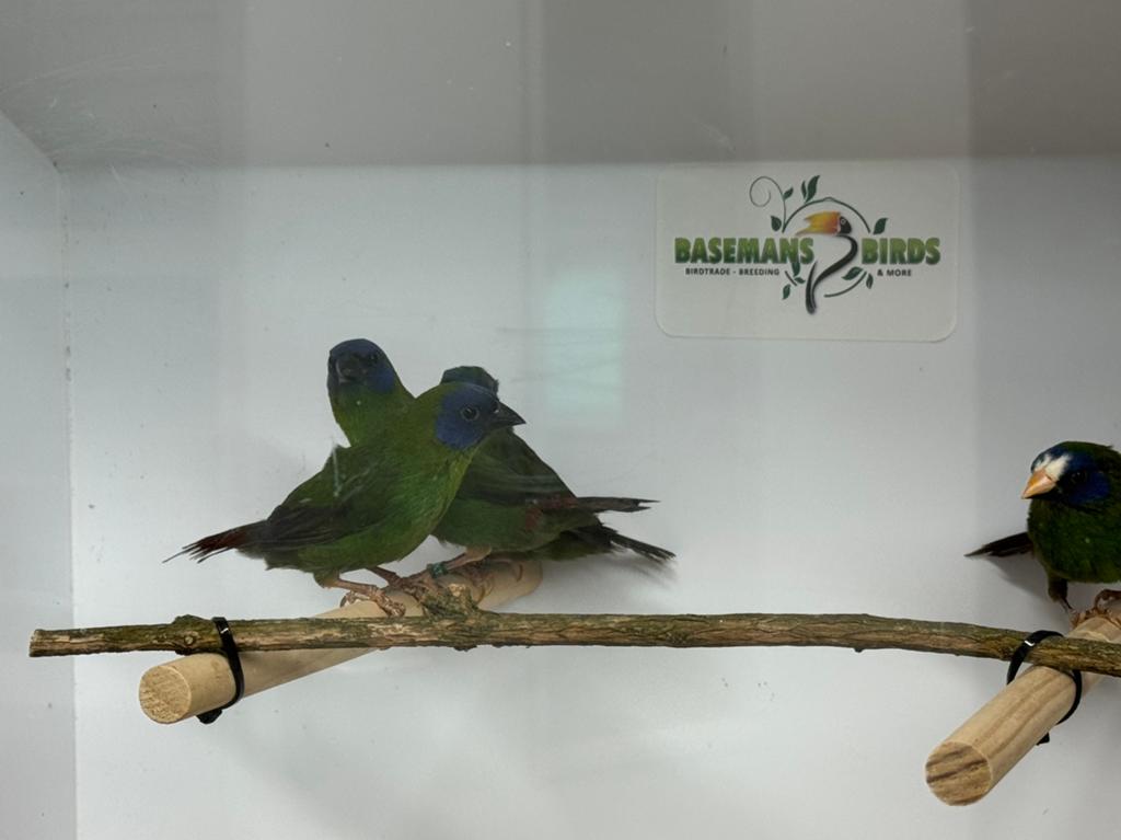 Driekleur papegaaiamadines - Erythrura trichroa, Dieren en Toebehoren, Vogels | Overige Vogels, Meerdere dieren, Tropenvogel, Geringd