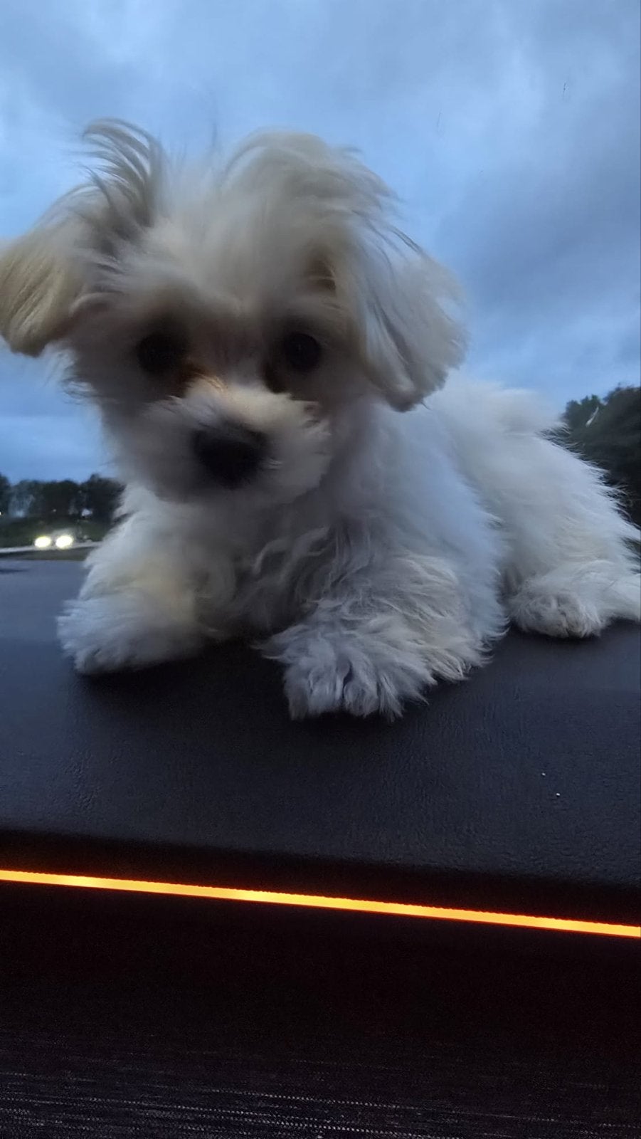 Mini Maltezer (17w) Liefdevol en betrouwbaar thuis gezocht, Dieren en Toebehoren, Maltezer, Particulier, 15 weken tot 1 jaar, Reu