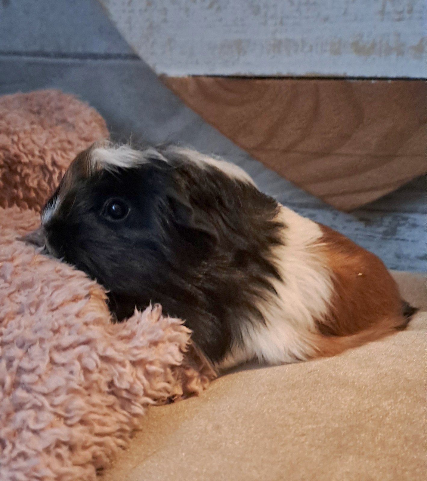 lieve driekleur coronet baby cavia evt ruilen, Dieren en Toebehoren, Augustus, Mannelijk, Cavia