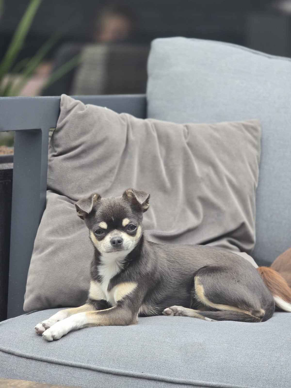 Lieve knappe Teddy, 1 tot 2 jaar, Teef, Eén hond, Chihuahua
