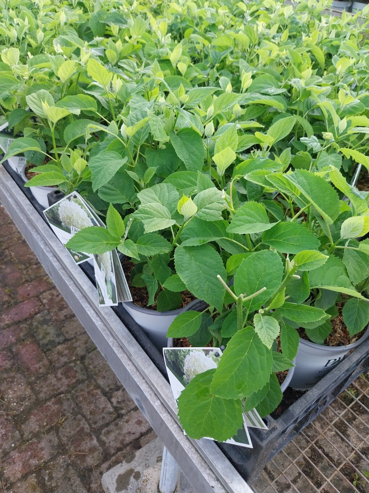 Hortensia Strong Annabelle - Sterke en mooie plant, Ophalen, Overige soorten, Halfschaduw