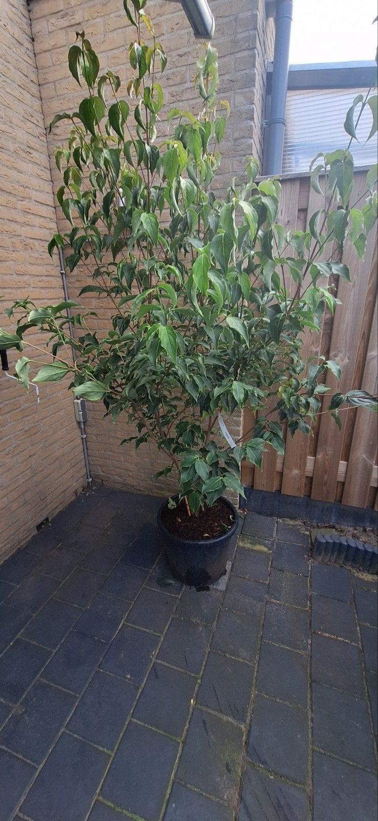 Cornus kousa 'Milky Way' - Japanse Kornoelje, Halfschaduw, Overige soorten, 100 tot 250 cm, Zomer