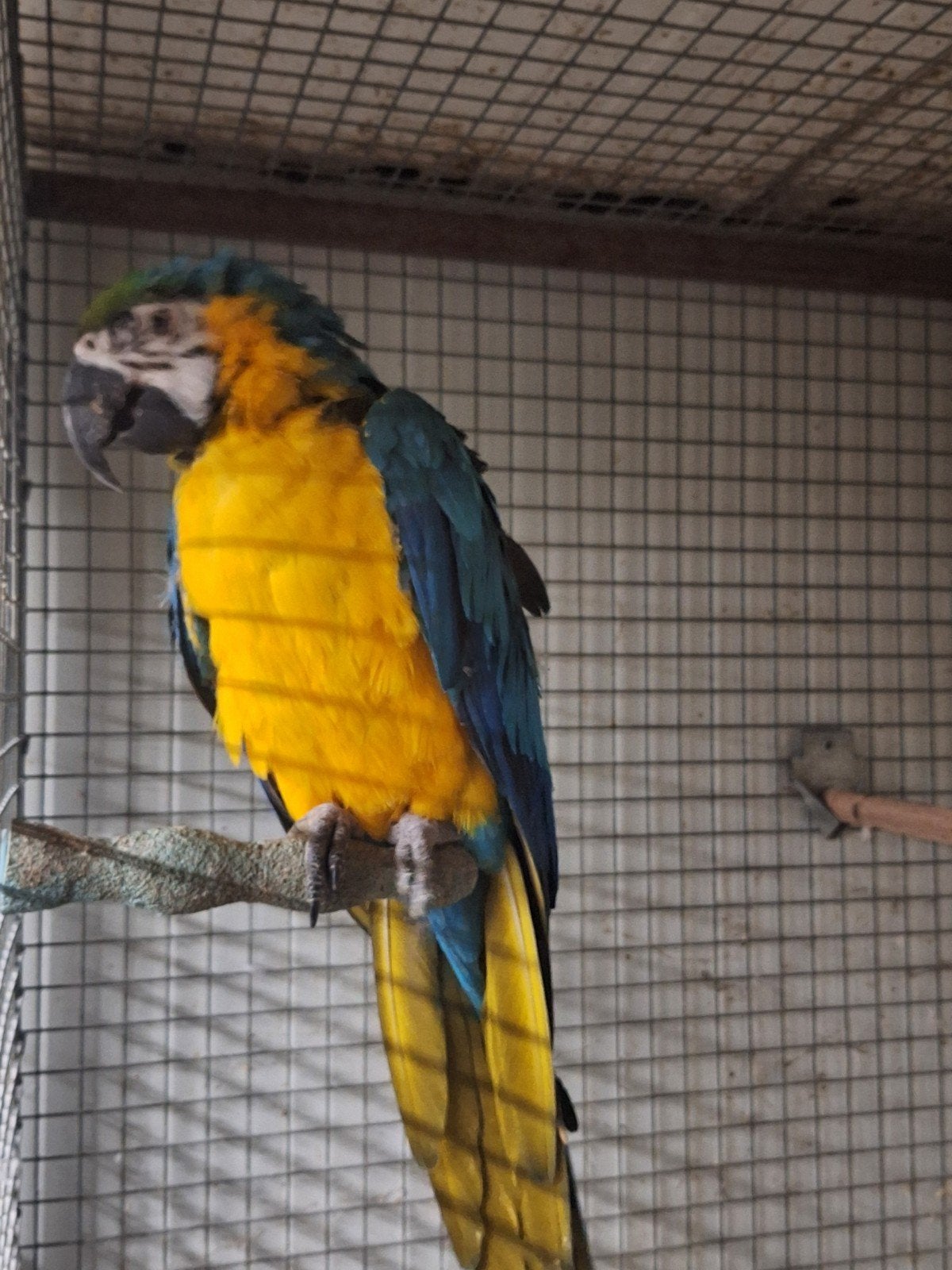 Blauwe gele ara, Dieren en Toebehoren, Mannelijk, Papegaai, Tam