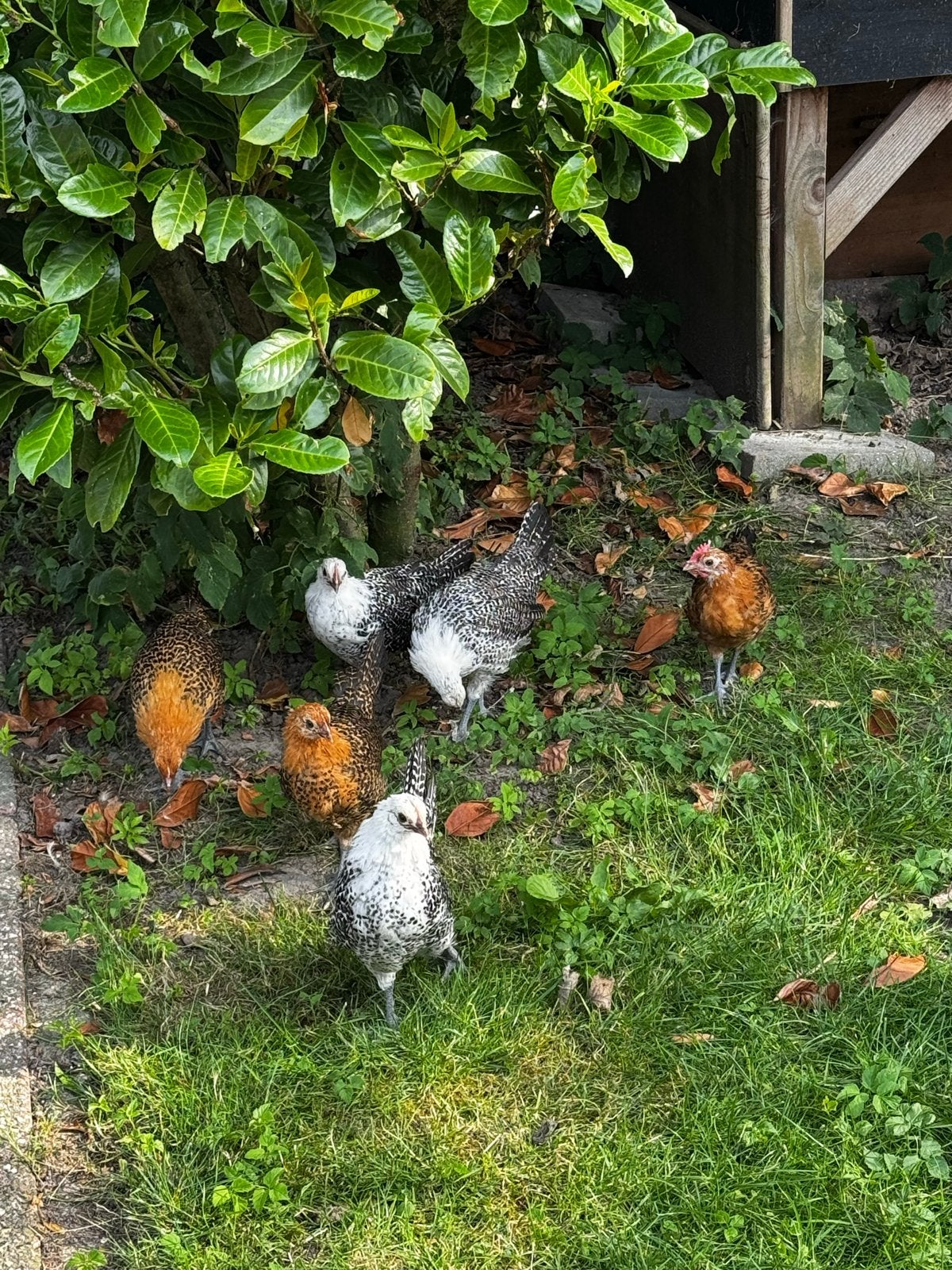 6 kippen te koop, Meerdere dieren, Kip