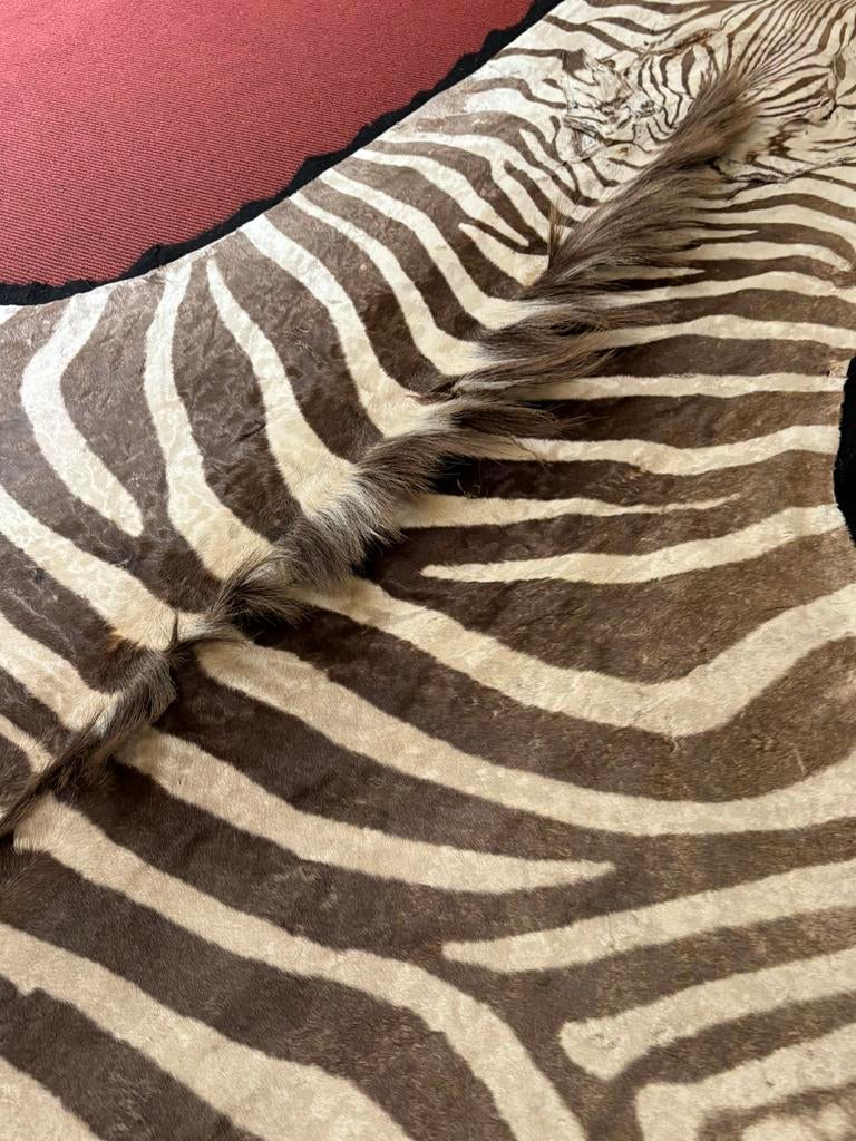 Zebrahuid, Gebruikt, Overige kleuren, 200 cm of meer, Ophalen of Verzenden