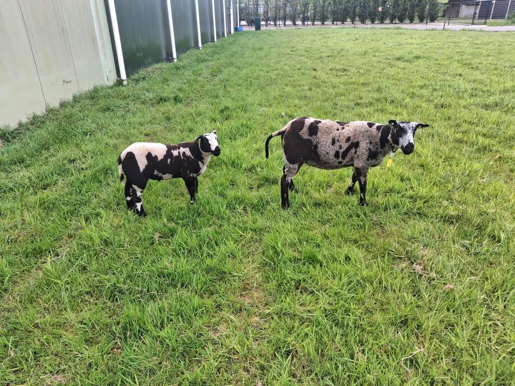 1 jarig Bont schaap met ramlam zwoegervrij, Dieren en Toebehoren, Vrouwelijk, Schaap