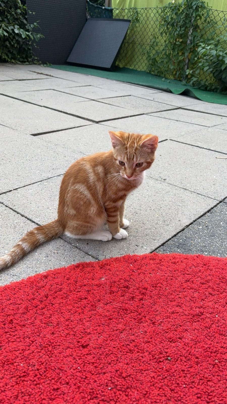 Kitten, Dieren en Toebehoren, Meerdere dieren, Kortharig, 0 tot 2 jaar