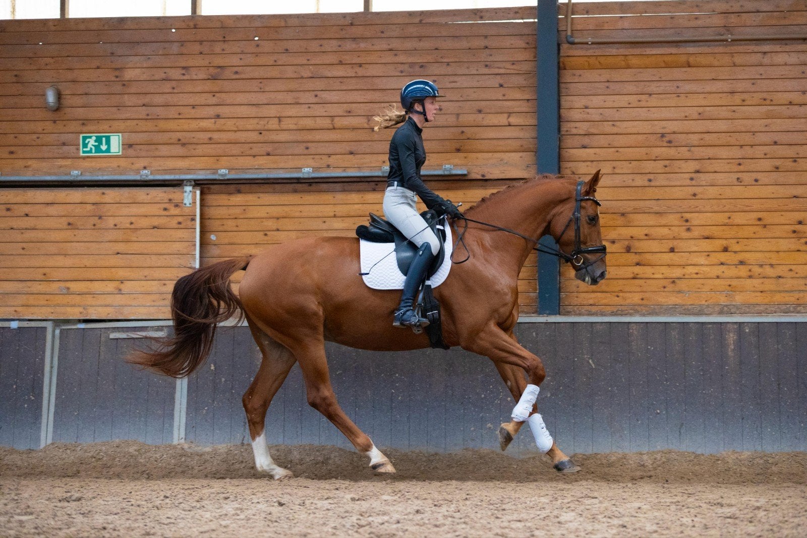 Stoere en brave 7 jarige ruin, Dieren en Toebehoren, Met stamboom, Ruin, Dressuurpaard, 170 tot 175 cm