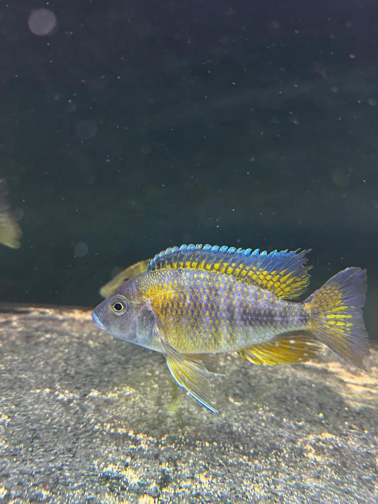 Diverse Malawi Cichliden (Aanbieding!), Dieren en Toebehoren, Vissen | Aquariumvissen, Vis