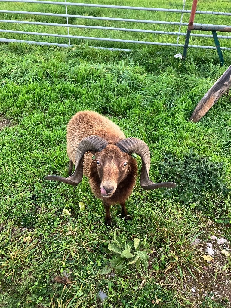 schapen, Dieren en Toebehoren, Mannelijk, Schaap, 0 tot 2 jaar