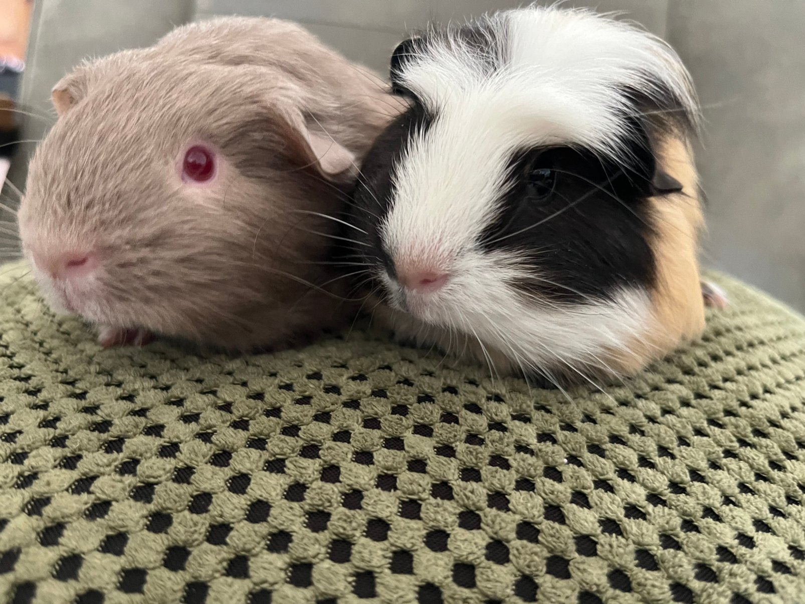 2 cavia beertjes/broertjes mogen verhuizen lilac, driekleur, Dieren en Toebehoren, Cavia, Augustus, Mannelijk, Tam