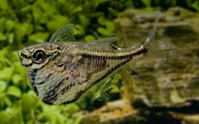 Hobbyaquarium Carnegiella strigata – Marmerbijlzalm, Dieren en Toebehoren, Vissen | Aquariumvissen, Vis, Zoetwatervis, Schoolvis