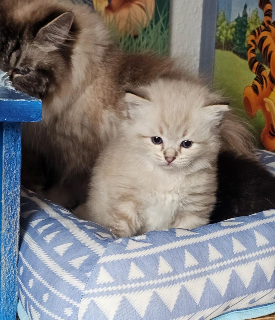 Neva- en Siberische kittens met een uitstekende stamboom, Dieren en Toebehoren, Meerdere dieren, Met stamboom, 0 tot 2 jaar