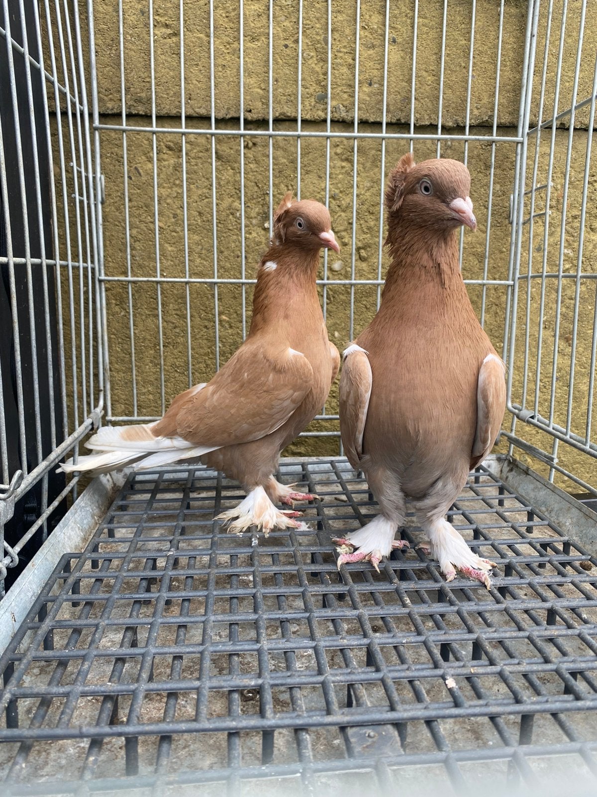Takla portakal, Dieren en Toebehoren, Meerdere dieren, Postduif