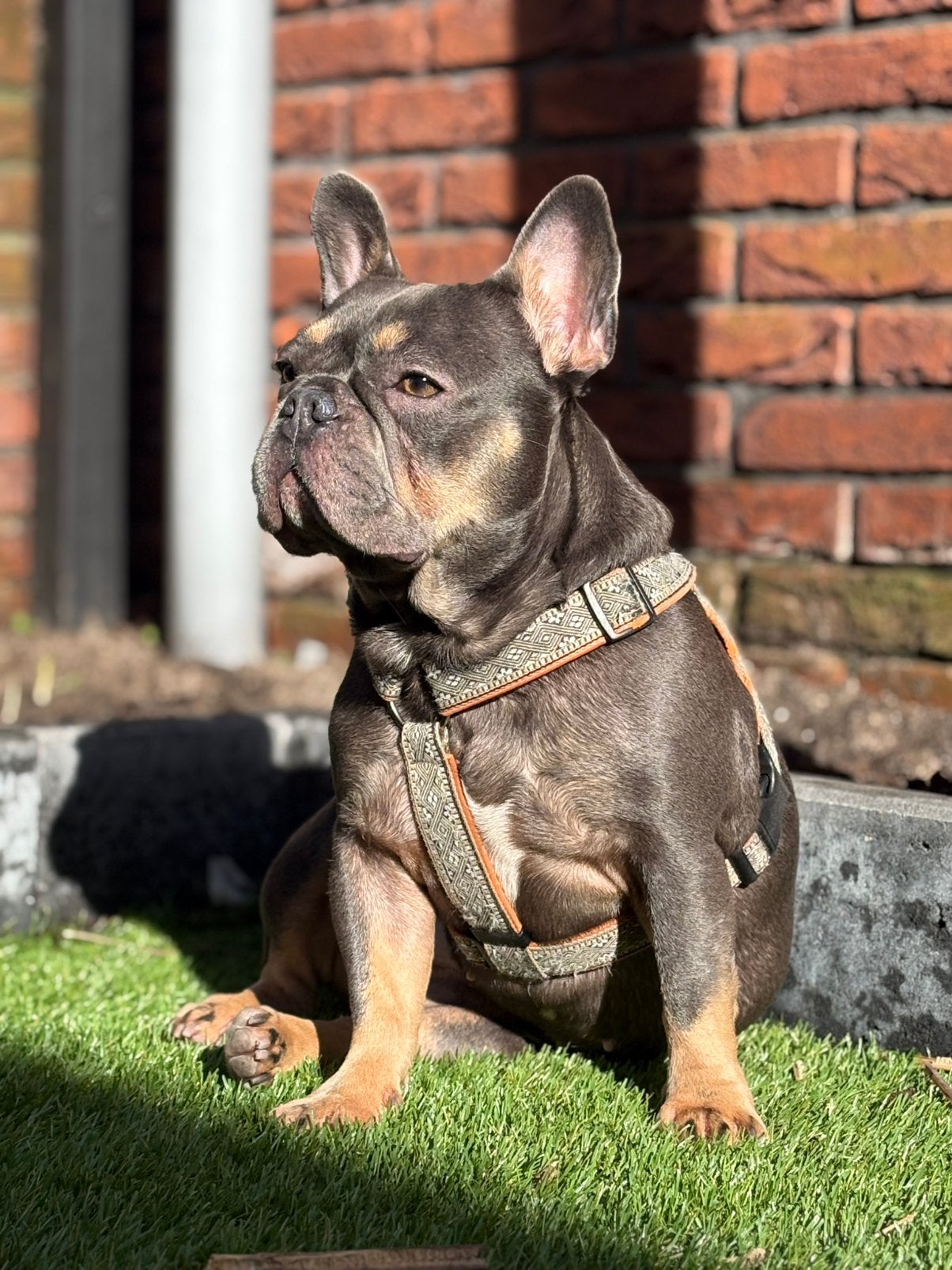 Huisje gezocht voor knappe maar pittige Fransebulldog 4 jaar, Parvo, Teef, Bulldog, Eén hond