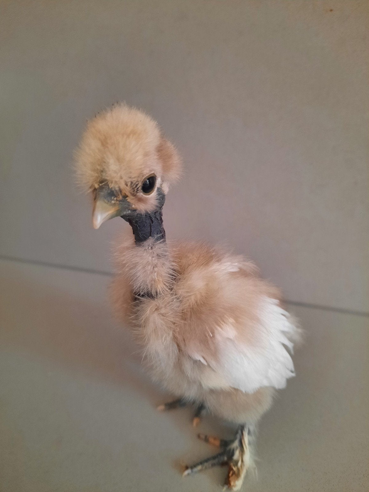 Zijdehoen krulveer Showgirl/naakthals kuikens DNA getest, Meerdere dieren, Kip