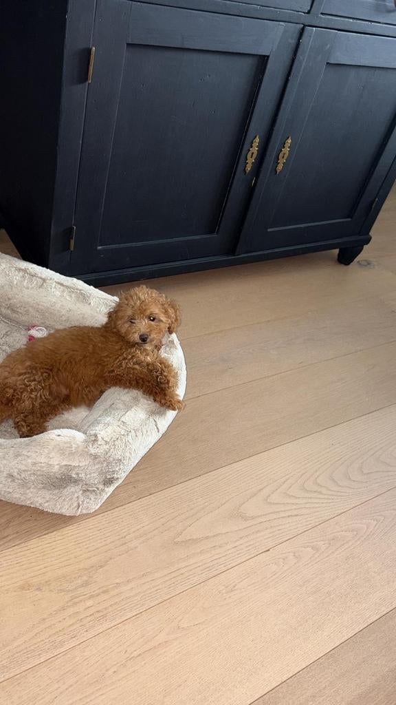 toy poedel abrikoos kleur, Dieren en Toebehoren, Poedel, 8 tot 15 weken, Teef, Parvo