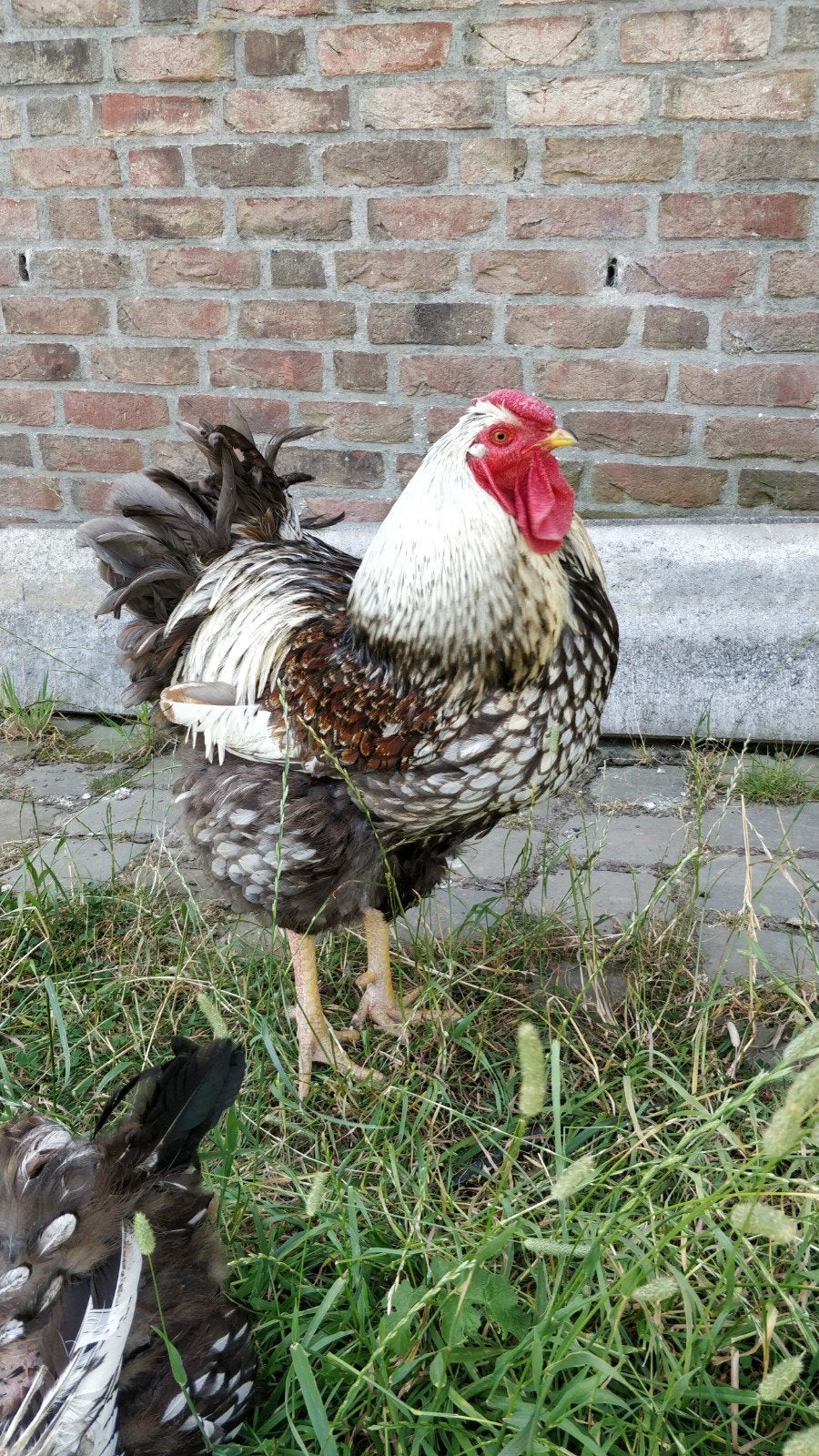 Prachtige, grote, lieve Wyandotte haan, 1 jaar oud, Dieren en Toebehoren, Mannelijk, Kip