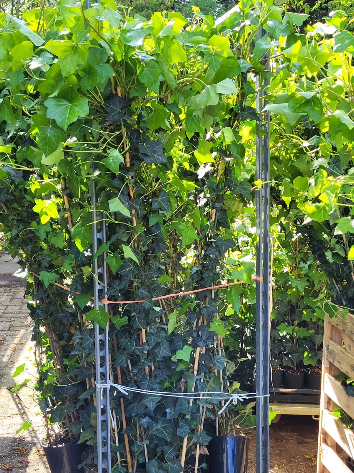 Hedera (Herbinica) groot blad., Tuin en Terras, Planten | Bomen, Ophalen, Bloeit niet, Halfschaduw, Overige soorten