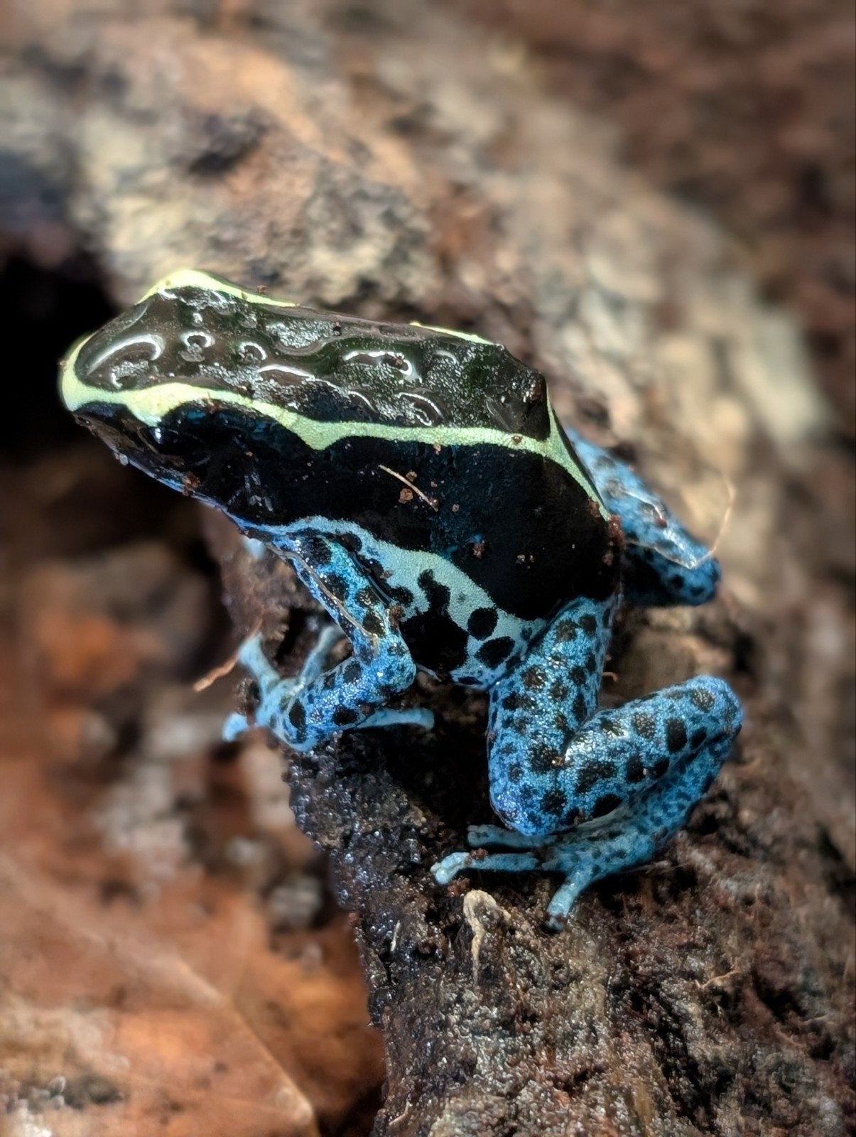 Dendrobates "Grijspoot" Frog photo 5